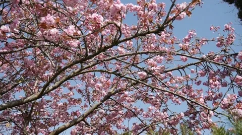 Spring time cherry blossoms Stock Footage 49305257