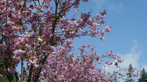 Spring time cherry blossoms Stock Footage 49305967
