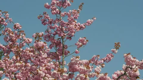 Spring time cherry blossoms Stock Footage 49306851