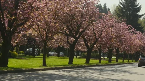 Spring time cherry blossoms Stock Footage 49307393