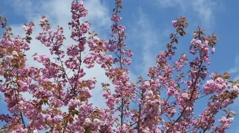 Spring time cherry blossoms Stock Footage 49312483