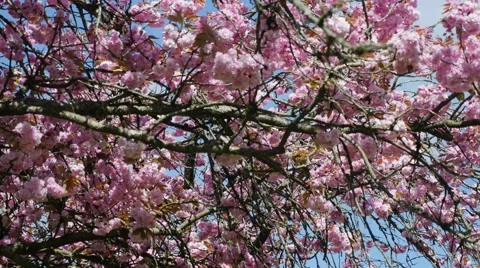 Spring time cherry blossoms Stock Footage 49317119