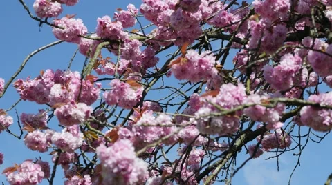 Spring time cherry blossoms Stock Footage 49318904