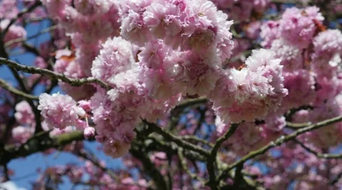 Spring time cherry blossoms Stock Footage 49320519