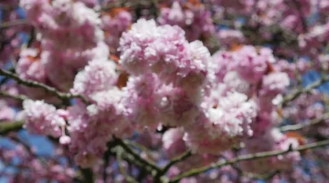 Spring time cherry blossoms Stock Footage 49322879