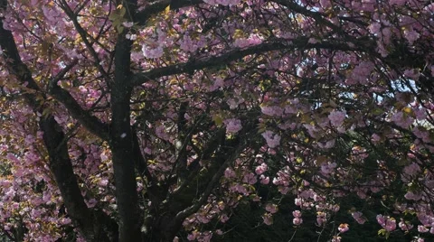 Spring time cherry blossoms Stock Footage 49323084