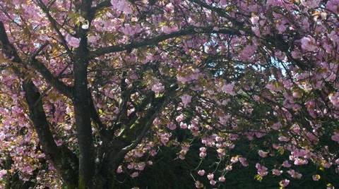 Spring time cherry blossoms Stock Footage 49323729
