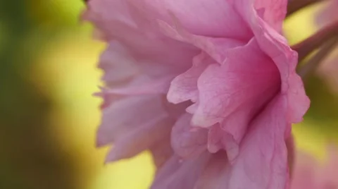 Spring time cherry blossoms Stock Footage 49324044