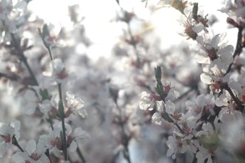 Spring time with cherry blossoms Stock Photos