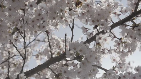 Spring time with close up cherry blossom tree Video stock 100881405