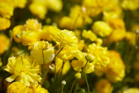 Spring time. Close up view of Ranunculus flowers in a field aka buttercup flower 스톡 사진