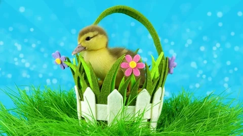 Spring time concept with copy space, little duckling in decorative basket Stock Footage 73325757