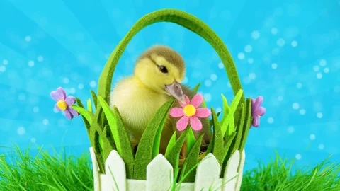 Spring time concept with copy space, close-up view of duckling in basket Stock Footage 73325833
