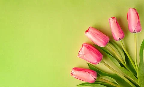Spring time concept. Top view photo of fresh pink tulip flowers on light green Stock Photos