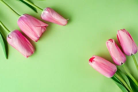 Spring time concept. Top view photo of fresh pink tulip flowers on light green Stock Photos