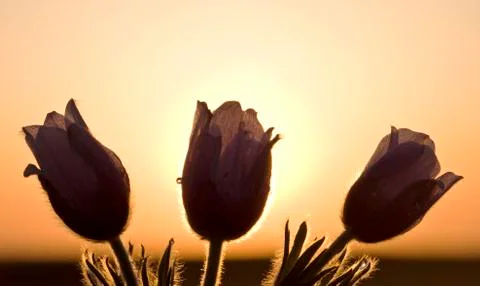 Spring Time Crocus Flower Stock Photos