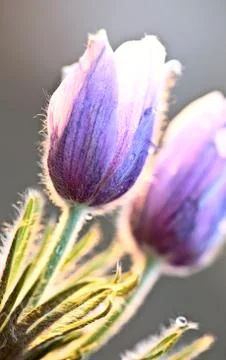 Spring Time Crocus Flower Stock Photos