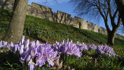 Spring time crocuses by the city walls york united kingdom Stock Footage 103264486