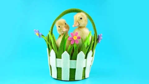 Spring time with cute couple of yellow ducklings in decorative basket Stock Footage 73029006