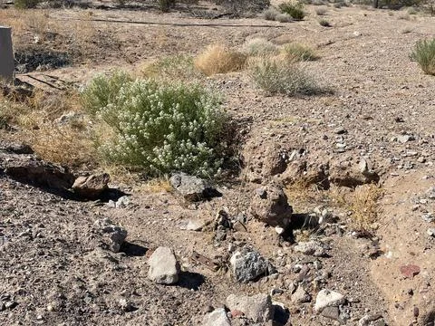 Spring time in the desert brings some green Stock Photos