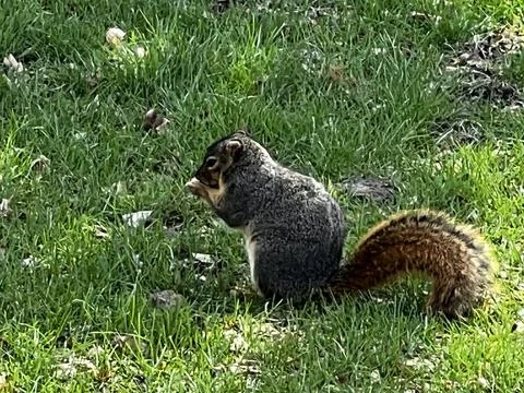Spring time for Eastern gray squirrel Foto stock