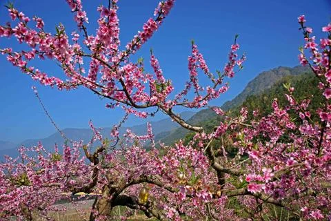Spring time for eyes charm Stock Photos