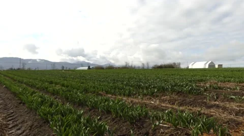 Spring time farm tulips Stock Footage 61746046