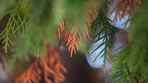 Spring time Fir Tree Stock Footage 87393090