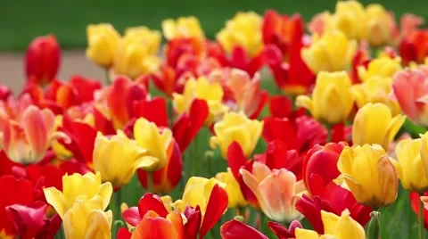 Spring-time Flower Bed - Multi-Colored Tulips 動画素材 45363875