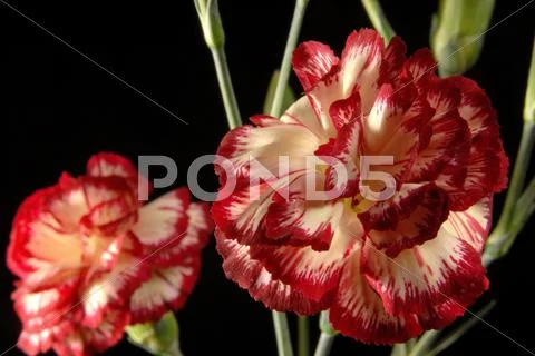 Spring time flower bouquet background Stock Photos