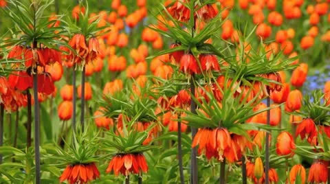 Spring time flower garden Видео 10920799