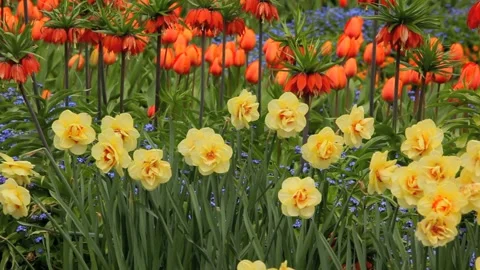 Spring time flower garden Stock Footage 132694887