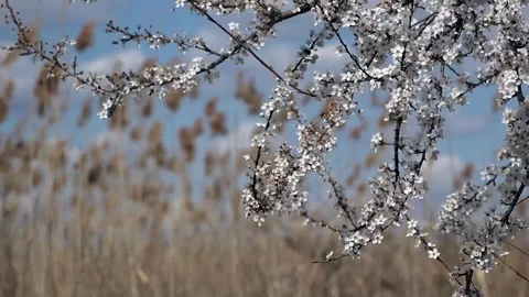 Spring is the time of flowering. Honey time. Stock Footage 74627652