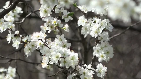 Spring is the time of flowering. Honey time. Stock Footage 74627654