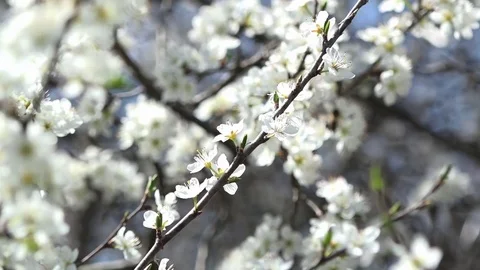 Spring is the time of flowering. Honey time. Stock Footage 74627656