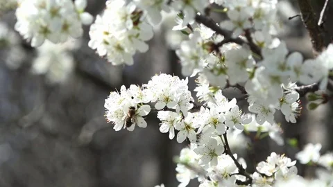 Spring is the time of flowering. Honey time. Stock Footage 74627661