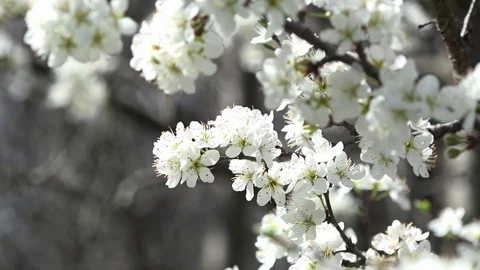 Spring is the time of flowering. Honey time. Stock Footage 74627662