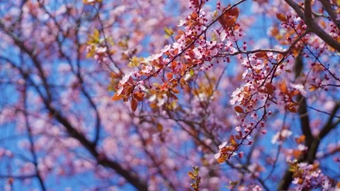 Spring time. flowering tree in spring. Video stock 237694690