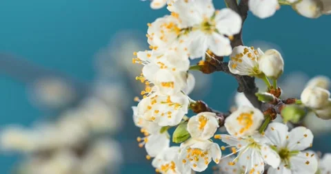 Spring time, flowers bloom in timelapse. Against a background similar to the sky Stock Footage 162022055