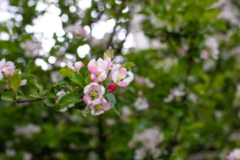 Spring time, flowers with delicate pink petals. Apple blossom in spring, back Stock Photos