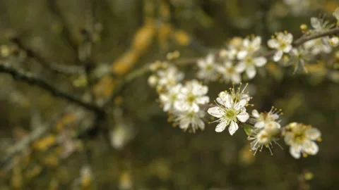 Spring time flowers Vídeo Stock 172402381