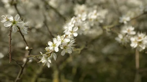 Spring time flowers Vídeo Stock 172402400