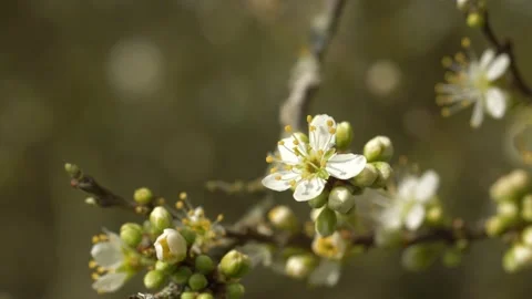 Spring Time Flowers Vídeos de archivo 172402402
