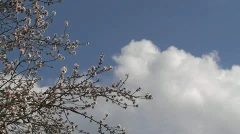 Spring time 動画素材 22049739