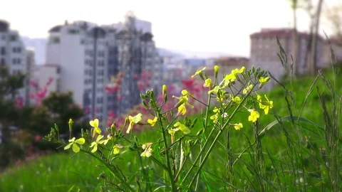 Spring time Stock Footage 90664654