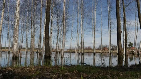Spring time forest flooding after snow melting dolly shot Stock Footage 61966844