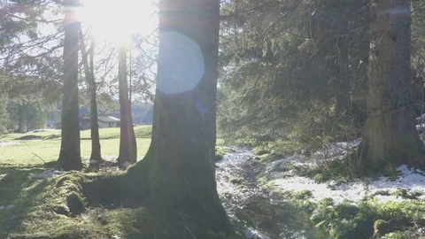 Spring time in the forest Stock Footage 75165194