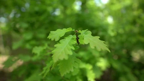 Spring time in the forest Stock Footage 75352751