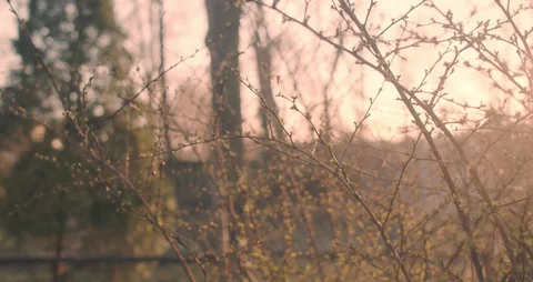 Spring Time In The Forest Stock Footage 126924628