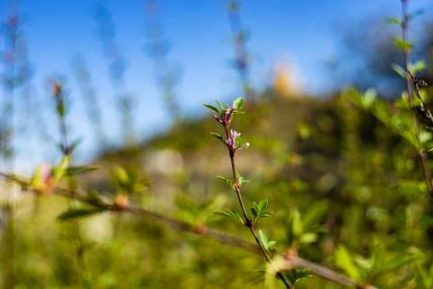 Spring time garden Fotos de archivo